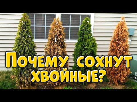 ЧТО ДЕЛАТЬ ЕСЛИ СОХНЕТ ХВОЯ? 4 ПРИЧИНЫ ПОЧЕМУ СОХНУТ ХВОЙНЫЕ РАСТЕНИЯ