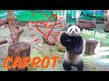 Yuan Zai the Giant Panda Invites Her Dad Tuan Tuan to Have a Dinner Together!