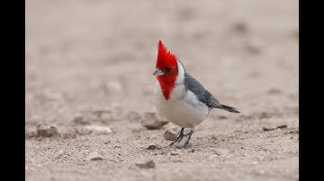 EEEEE Multi-Rendering Round 1-20: The Movie