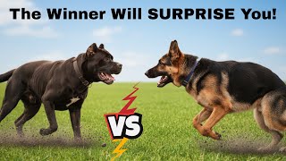 The Ultimate Showdown: Cane Corso Vs German Shepherd
