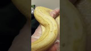 How too orally dose a snake