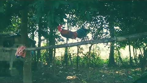 Qaib Txuam 2 Zoo Dib Qua Zoo