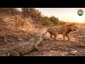 The Death Pit – The Battle for “Liquid Gold” on the African Savanna | Wildlife Documentary