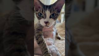 Liking myself #devonrex #cutecat #funnycat #funnyvideo #cats #kittens #catlover #funnycats