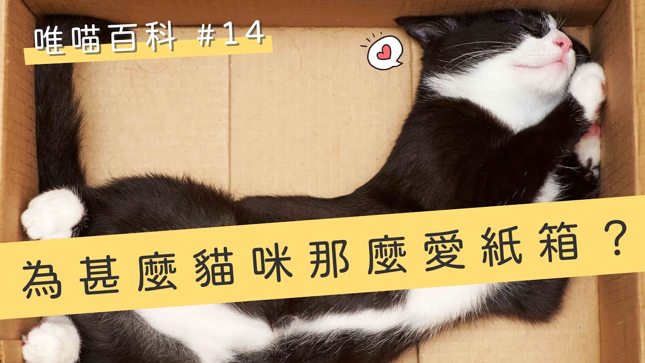 貓咪為甚麼那麼愛紙箱？貓咪與紙箱的神祕關係大公開！ | 喵皇奴 【唯喵百科 #14】 縮圖