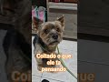 Coitado o que ele ta pensando #youtubeshorts #dogshorts #pets #petsfofinhos #modapet #cachorro