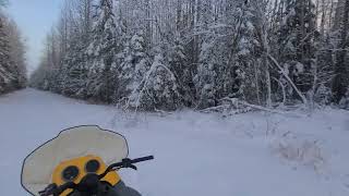 wolf bait set up