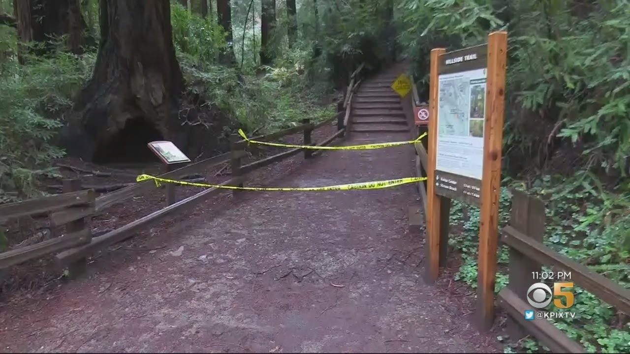 Man Dies When Tree Falls in Muir Woods - YouTube