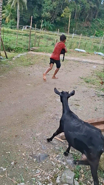 Ulum di kejar lagi #trendingshorts #kambing