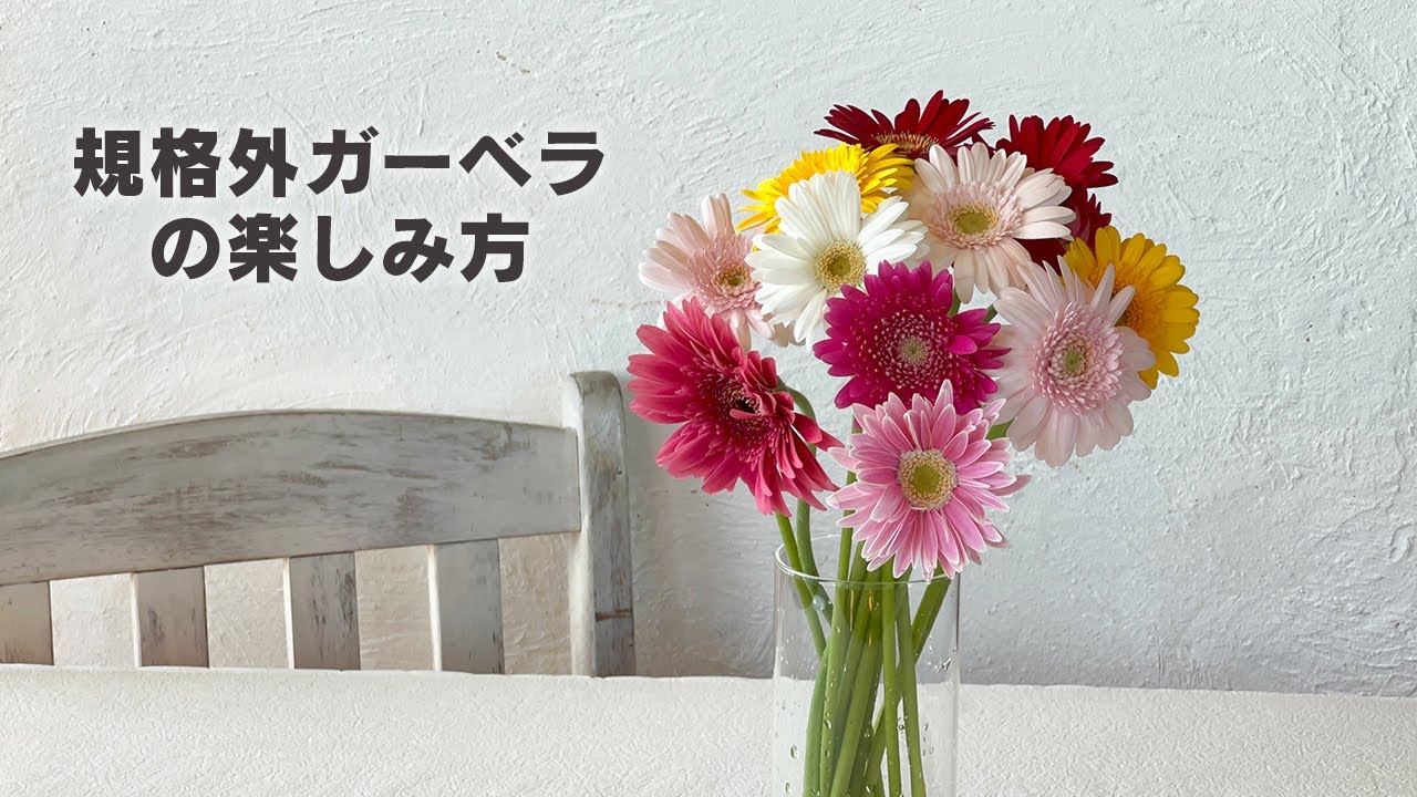 規格外ガーベラの楽しみ方 - YouTube