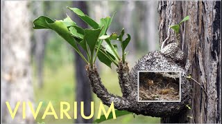 MYRMECODIA, the infamous ant-plant with an ant colony in a vivarium! by Nordic Ants 57,310 views 5 years ago 10 minutes, 41 seconds