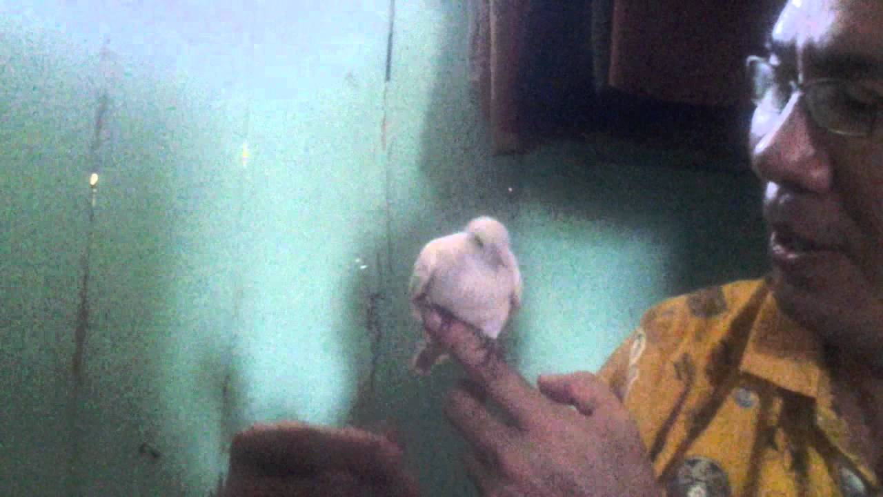 Main dengan burung perkutut putih 
