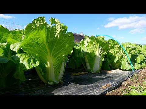 Surprising] When I harvested five varieties of Chinese cabbage