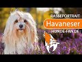 ► Havaneser [2019] Rasse, Aussehen & Charakter