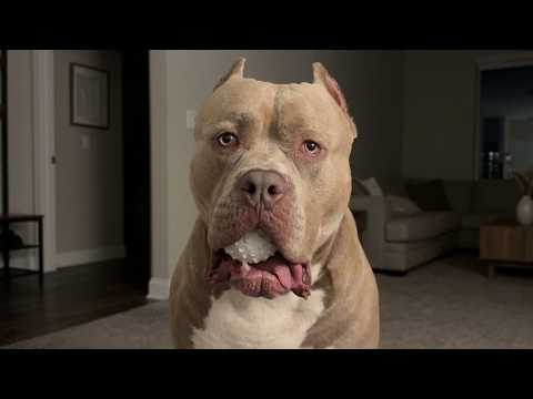 The Neighborhood Called Her a MONSTER — Until This 180lb Pitbull Built a Family 💔