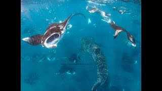 Hanifaru Bay  Baa Atoll  Maldives 2018  whale sharks & manta rays