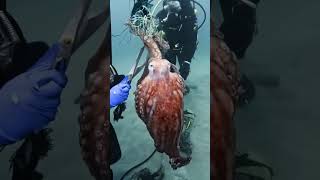 Wildlife Conservation Doentary