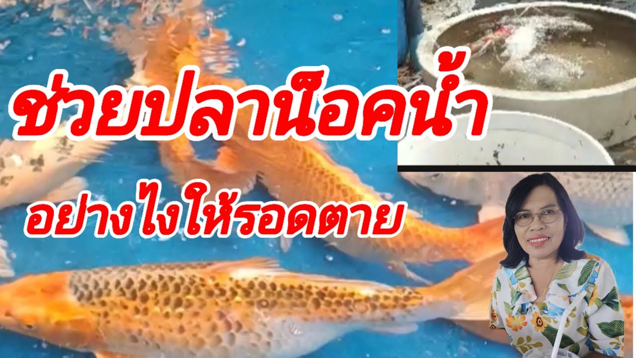 ช่วยปลาคราฟน็อคน้ำให้รอด #ปลาคราฟ