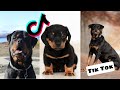 Rottweilers are so Cute and Funny - Rottweiler Tik Tok Compilation