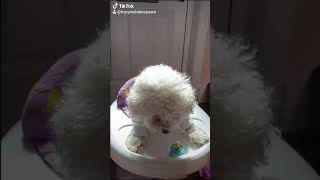 percy does dress up subscribe for more videos