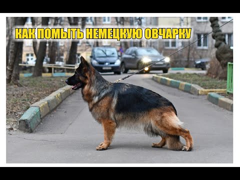 КАК ПОМЫТЬ НЕМЕЦКУЮ ОВЧАРКУ (ГРУМИНГ)