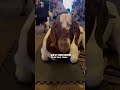 Goat Yoga Class