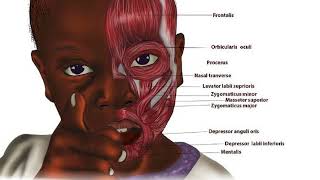 Black Artist Chidiebere Ibe Medical Illustrator