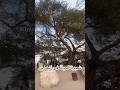 شجره الحياه في البحرين