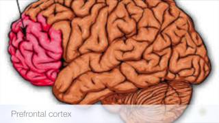 Why is the dolphin brain so similar to the human brain?