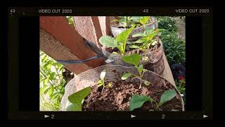 "When you grow your own garden, it grows you.” FINAL OUTPUT| NSTP 2