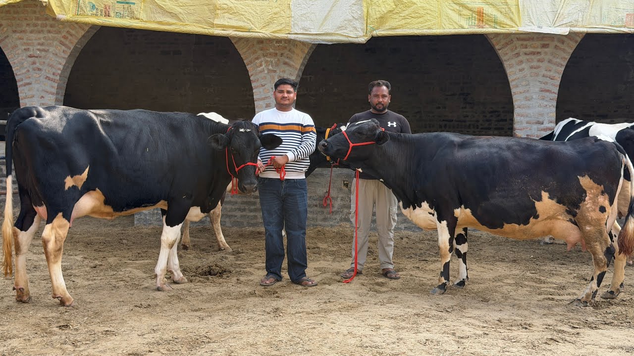 अब गर्मी में मिलेगी मात्र 60,000 में पंजाब की ब्रीड ॥ 5 Cows available for sale || Ravi Dairy Farm