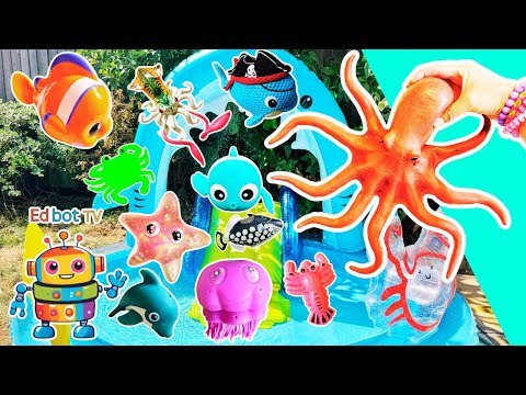 Kids Learn | Sea Animal Names at the Shark Pool: Octopus Clownfish Crab Whale Fish