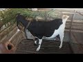 Aradhya goat farm hassan 9686792988
