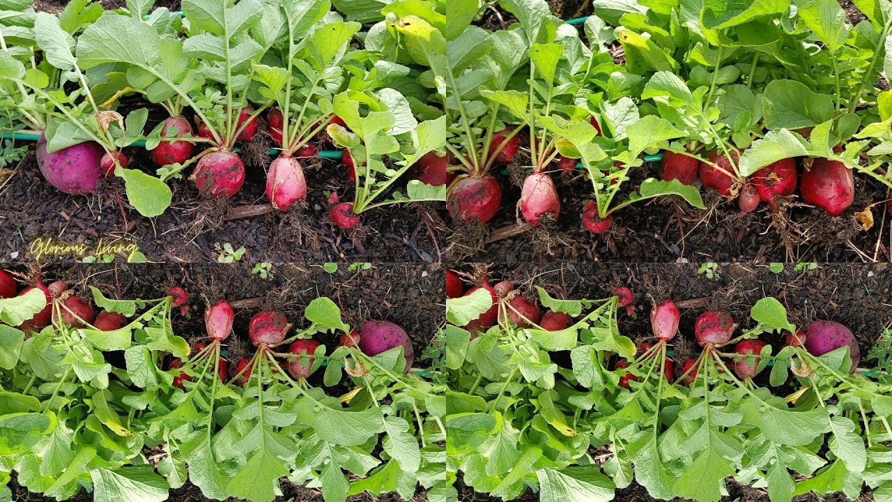 Radish!!! Summer First Harvest// Grow Your Own Grocery// How To Harvest