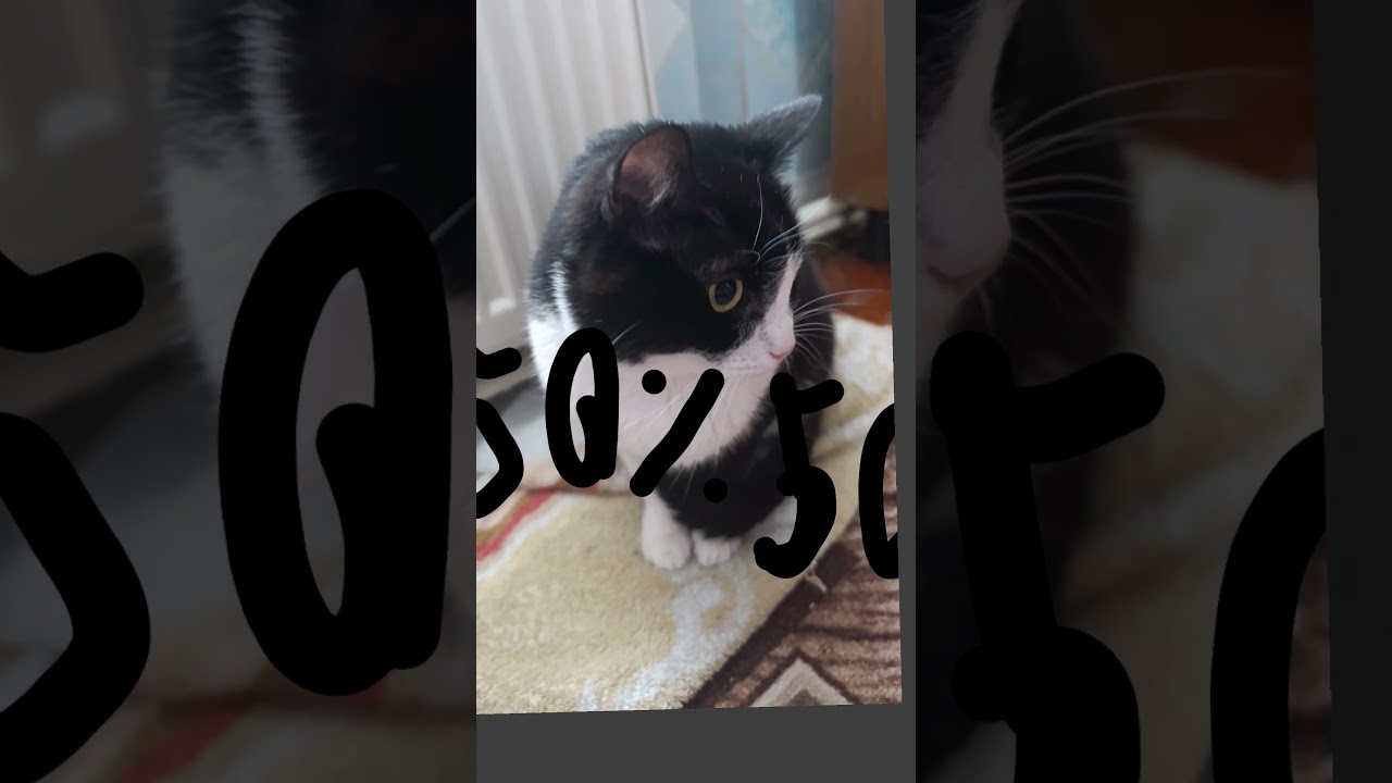 ᕙ⁠(⁠⇀⁠‸⁠↼⁠‶⁠)⁠ᕗ. /⁠ᐠ⁠｡⁠ꞈ⁠｡⁠ᐟ⁠\