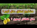 مشاريع تحقق دخل كبير هكتار ليمون كم يحقق من دخل سنوي فعلي