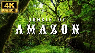 Amazon 4K Wildlife and Jungle - The creatures that call the forest home | Amazon Rainforest