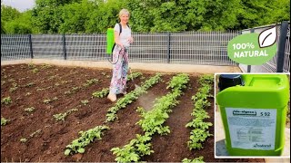 Otkrila sam prirodni eliksir za vrt!!! Primjena na SVE biljke - potpuno NEŠKODLJIV 🍀🌱🍏🥬🫛🍅🫑🥕