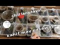 21 spiderlings rehousing marathon (sit back and relax)