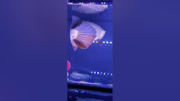 Cá rồng bị thối vây | bệnh cá rồng |@tàinuôicá