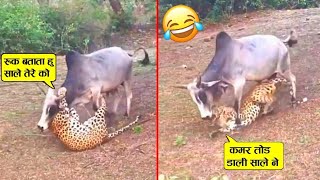 तेंदूऐ ने बहुत ग़लत पंगा ले लिया बैल ने कमर तोड़कर रख दी 😂🤣 ll Funniest moment recorded on camera 