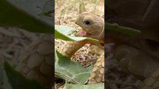 Baby Tortoise Eating #shorts #babytortoise