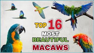 16 most beautiful macaws on planet earth | Types of macaw | Macaw species | Macaw parrot