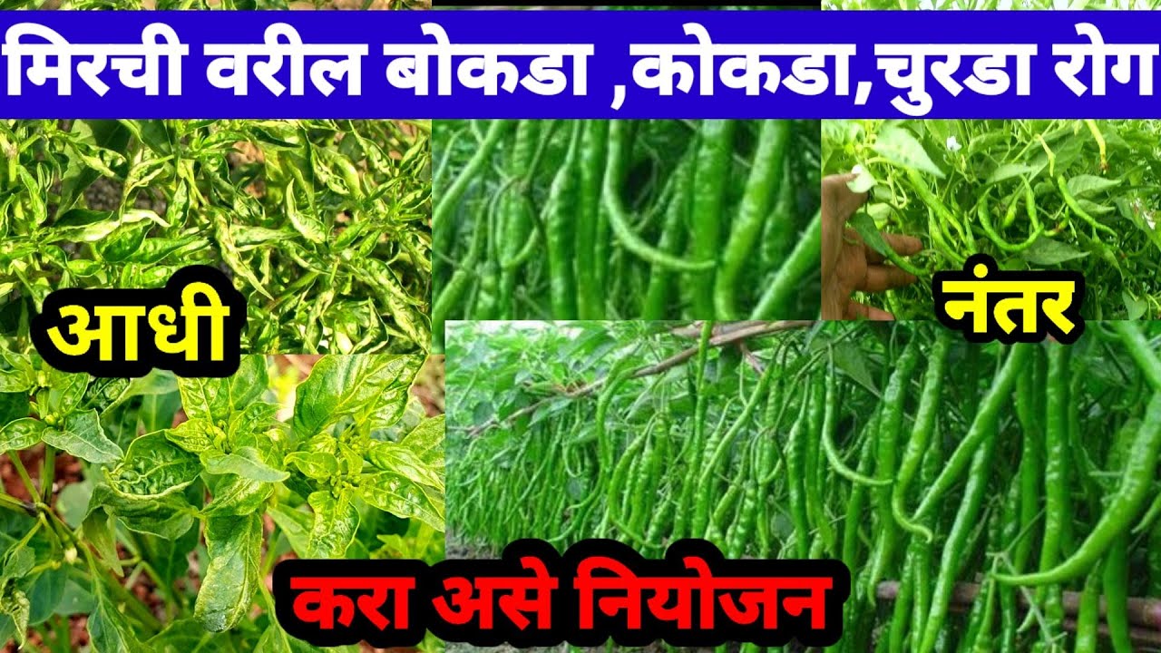 मिरची वरील चुराडा,मुरडा,बोकडा यावर 100%उपाय /करा असे नियोजन || chili virus ||#chili || mirchi bokda