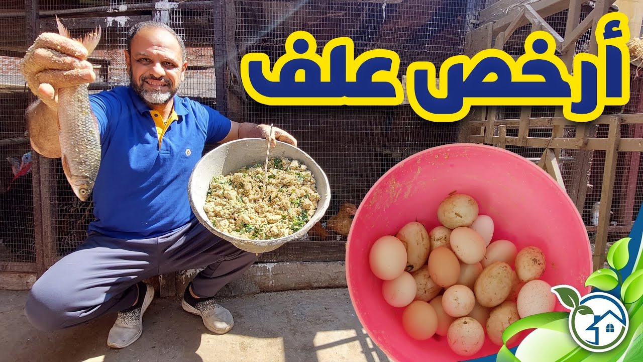 أرخص و أفضل تركيبة علف لزيادة الوزن وإنتاج البيض