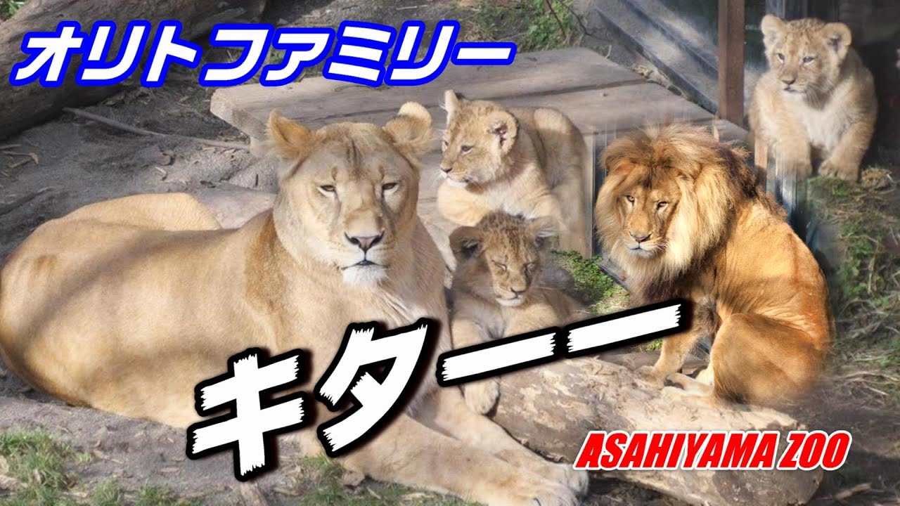 【EP1～第1章】オリトファミリーキターー🦁Hello.Orito Family/original version