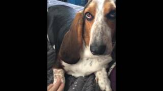 typical lazy bassett hound funny
