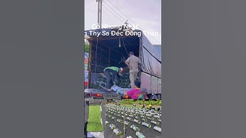 Cỏ Nhung Nhật Sang Xanh Xịn Mịn  #xuhuong #cothamsanvuonsadec #cỏ_nhung #resort #bietthu