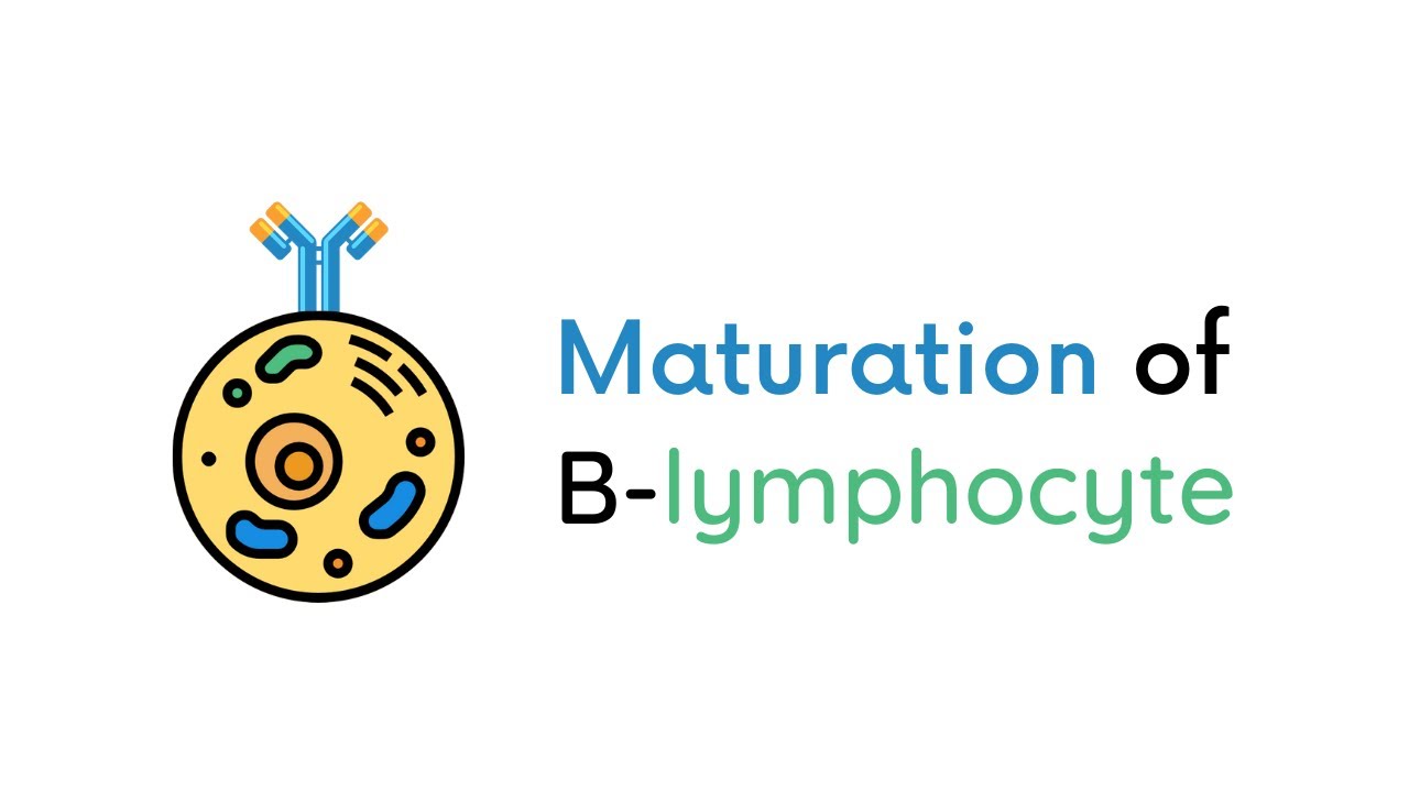 B cell maturation | Immunology | by Akash Mitra