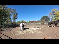 Nora gets farrier care for the first time